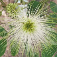 Albizia