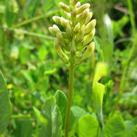 Astragalus