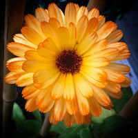 Calendula Oil