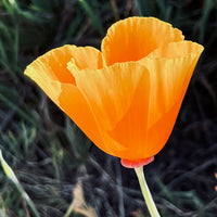 California Poppy