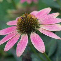 Echinacea Fluid Extract
