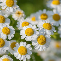 Feverfew