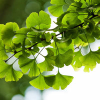 Ginkgo