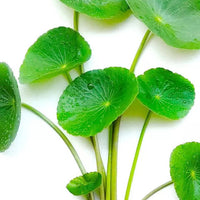 Gotu Kola