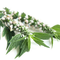 Motherwort