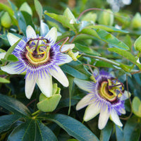 Passion Flower