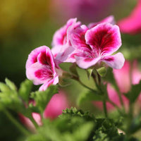 Rose Geranium Massage Oil