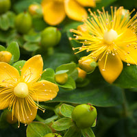 St. Johns Wort Oil