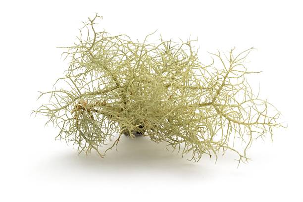 Usnea