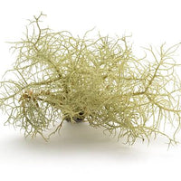 Usnea