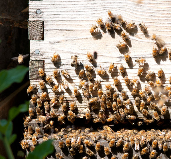 Backyard Beekeeping