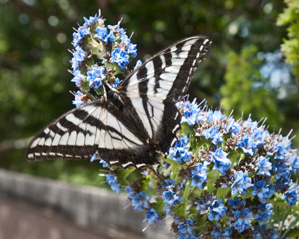 Pipevine Swallowtail Butterflies