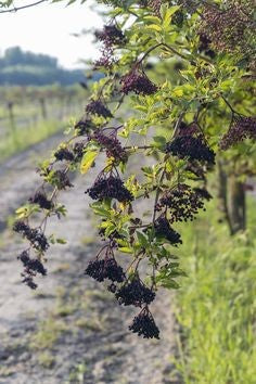 Elderberry vs. Echinacea: Two Plants, Two Herbal Traditions