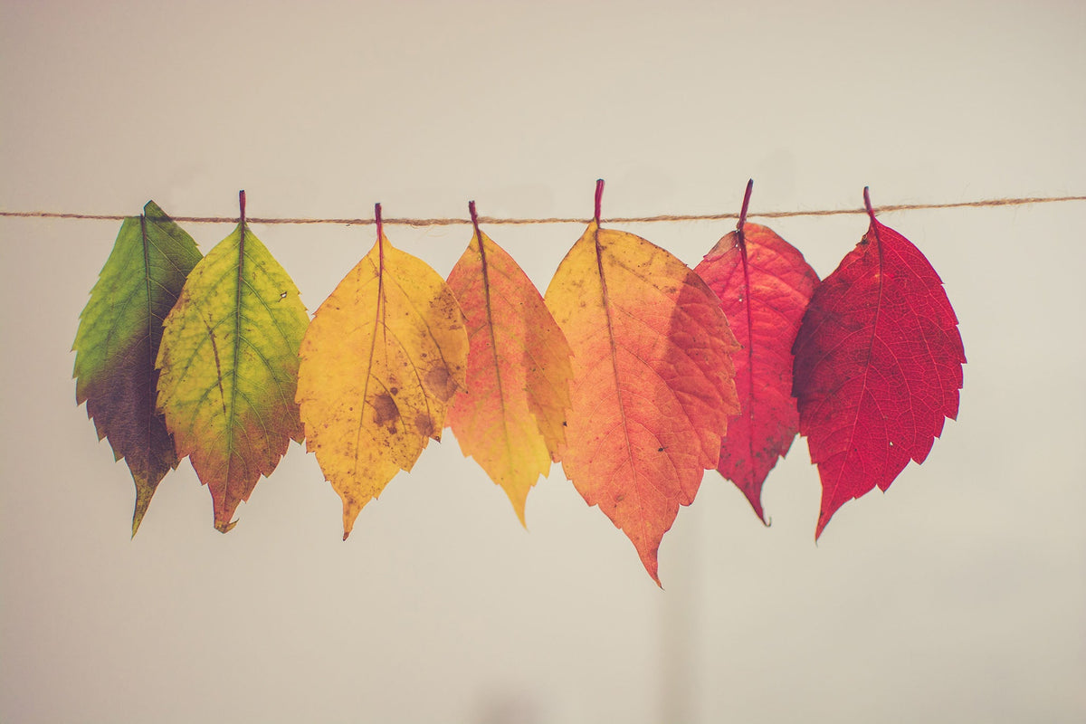 The Autumn Blog