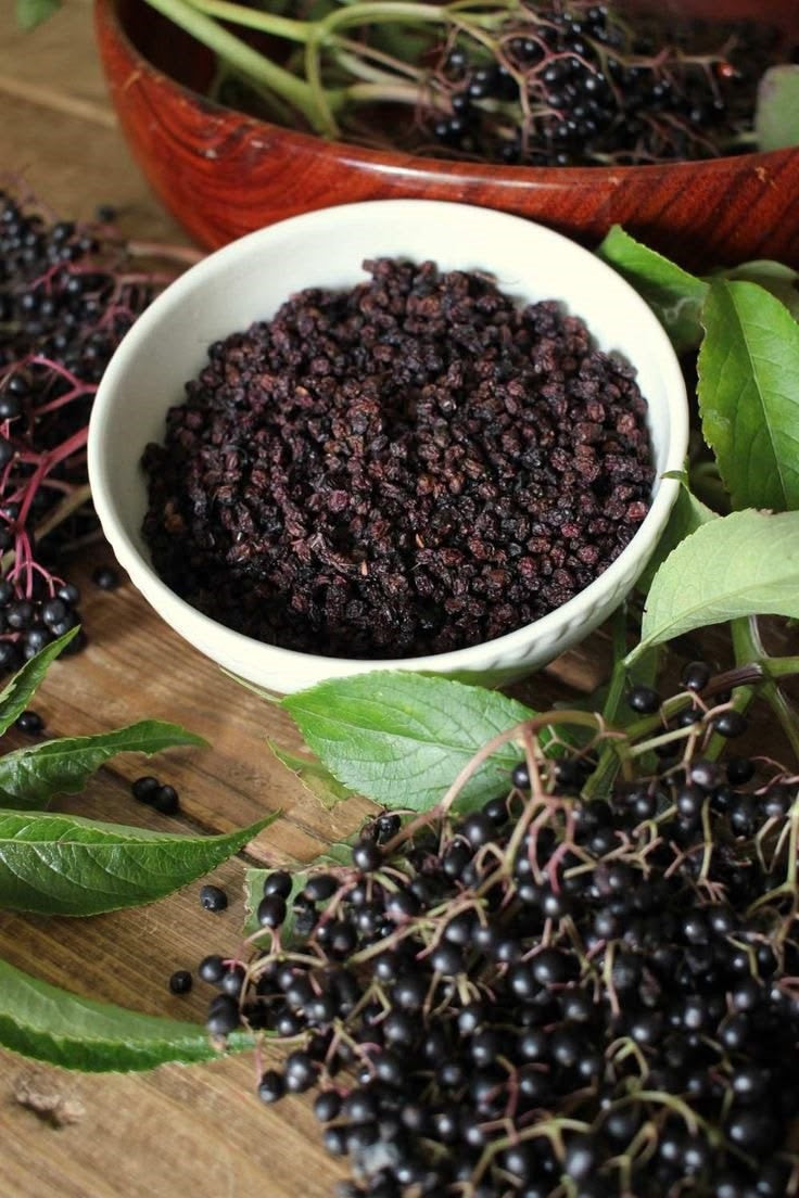 What Is Elderberry? A History of the World's Most Beloved Wellness Berry