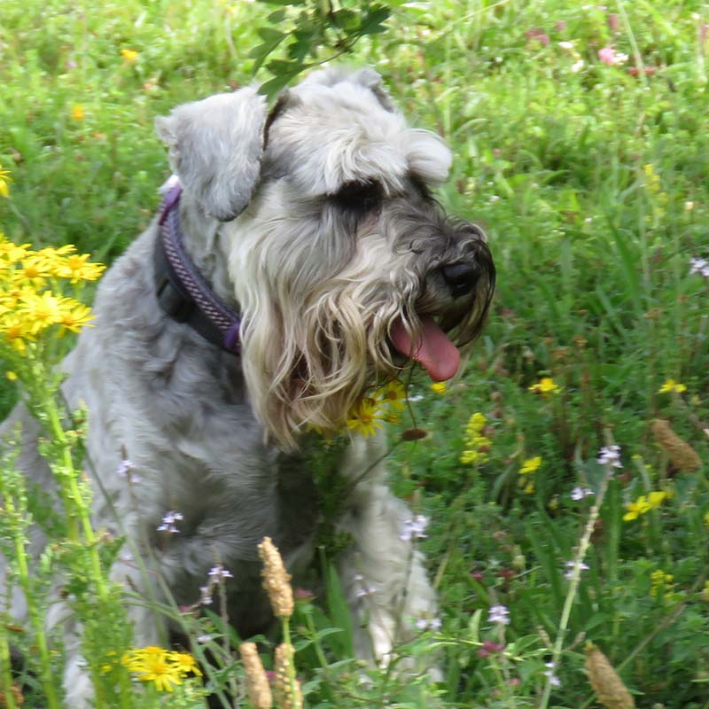 Holistic Pet Care