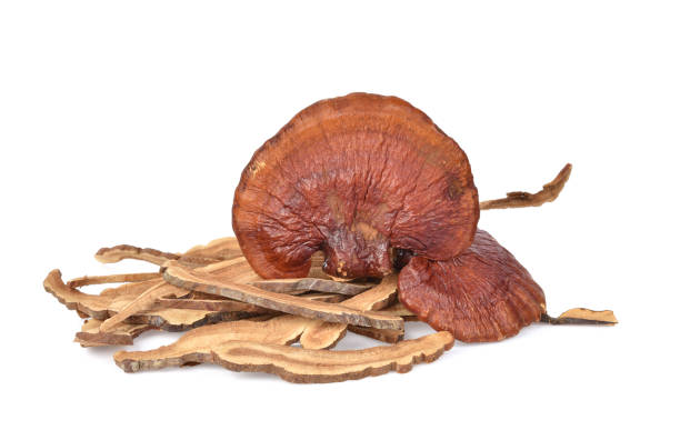 Product Highlight: Reishi