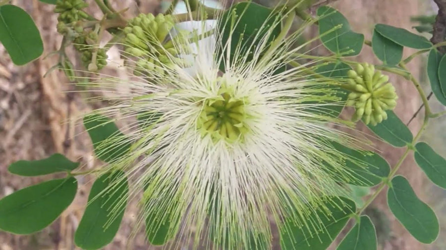 Albizia