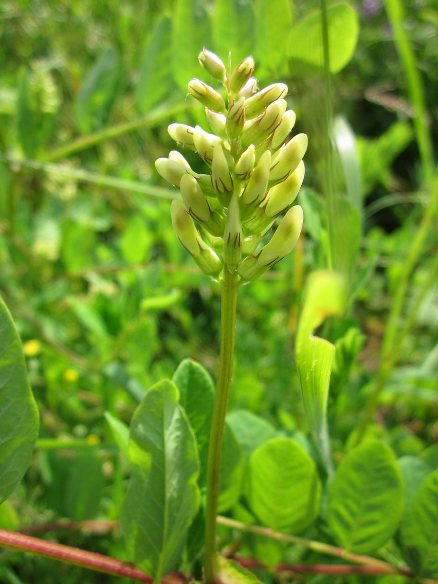 Astragalus