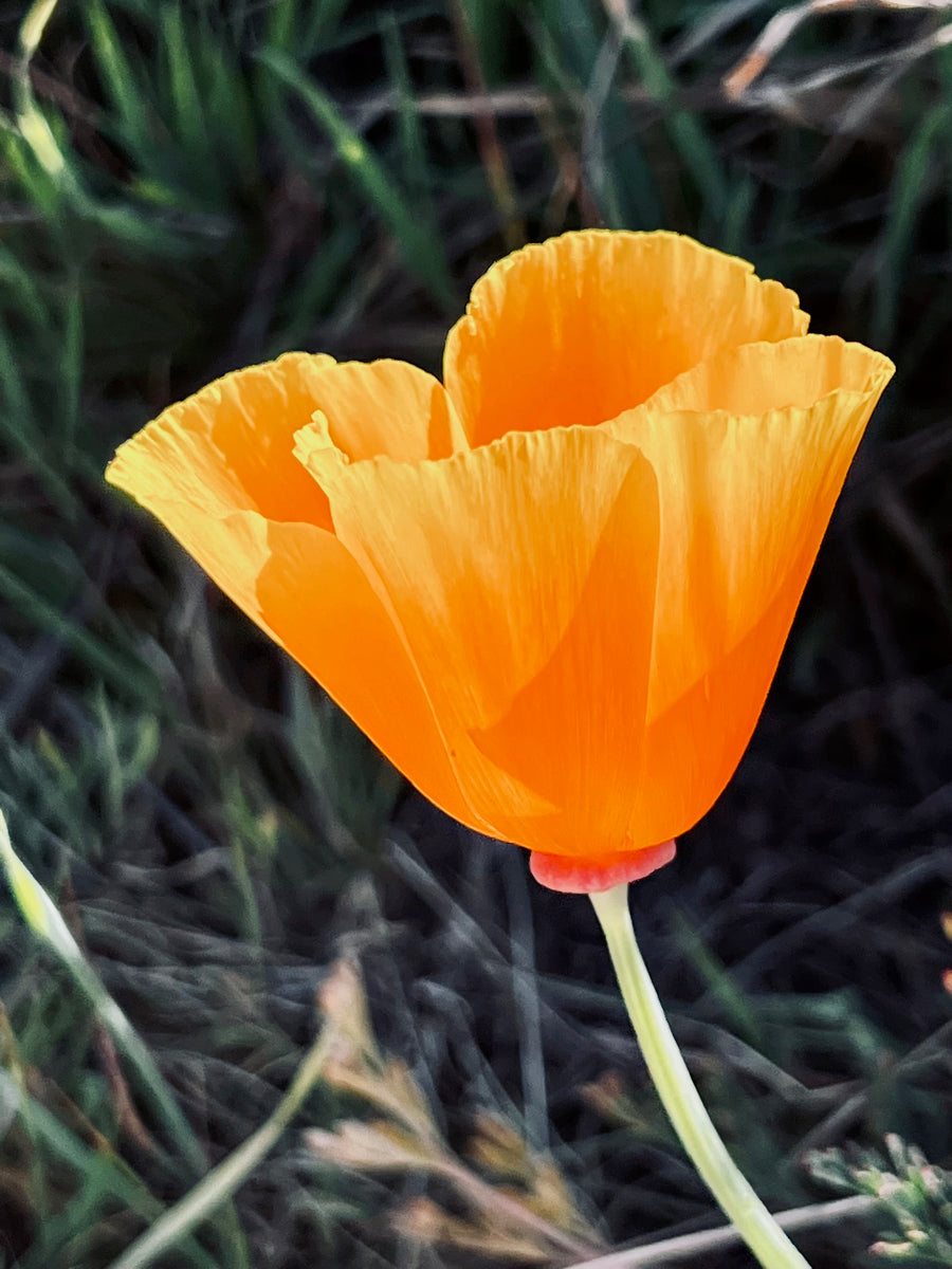 California Poppy