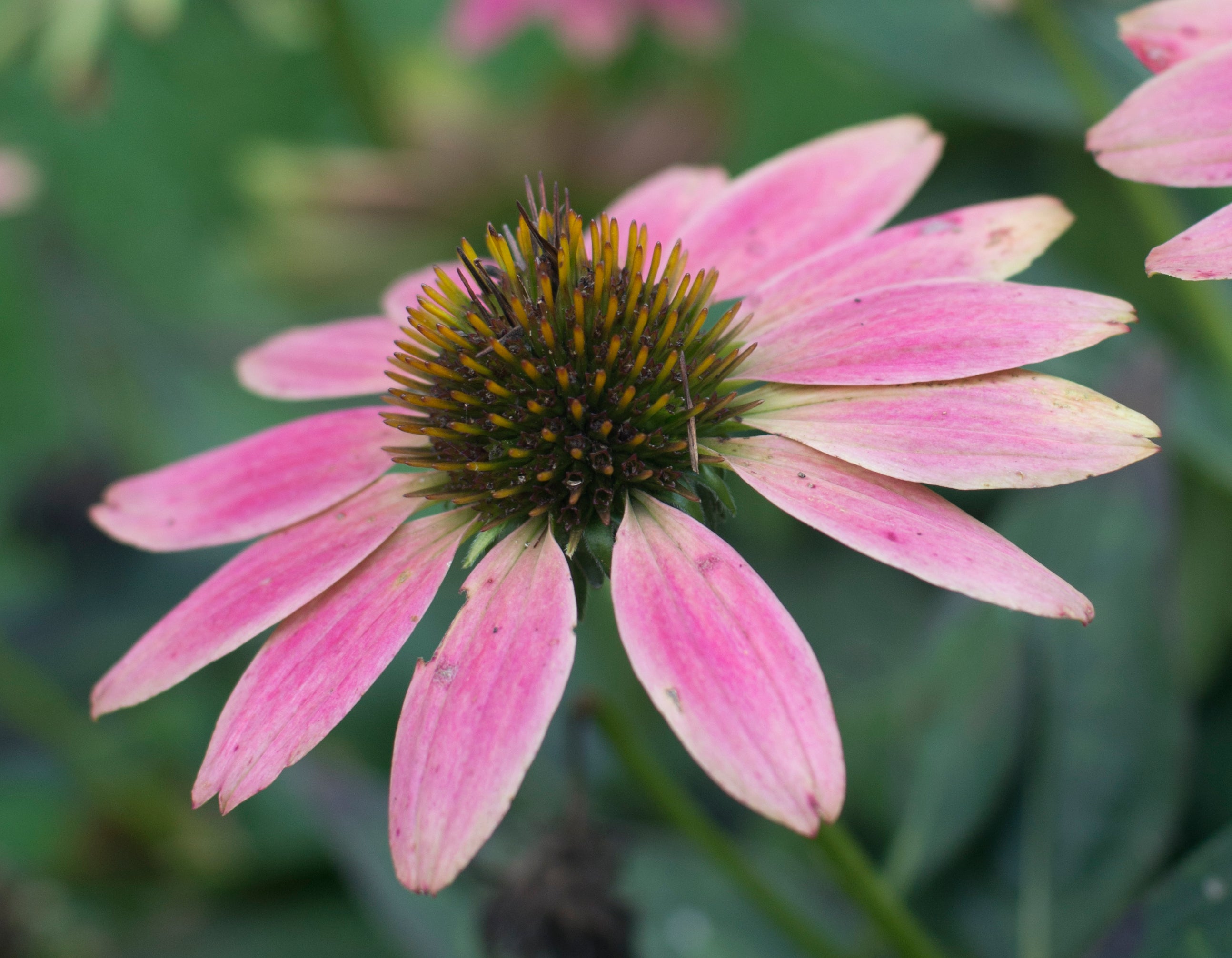 Echinacea Fluid Extract