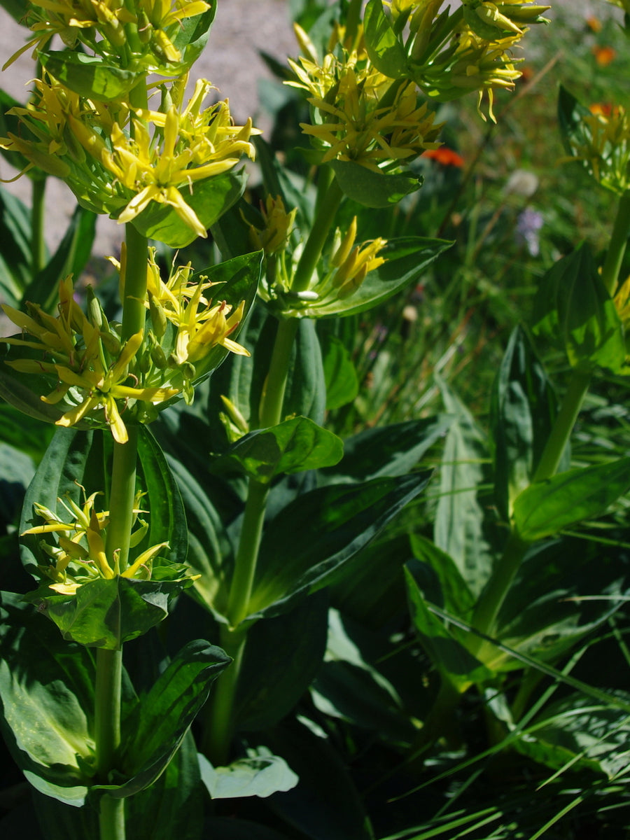 Gentian