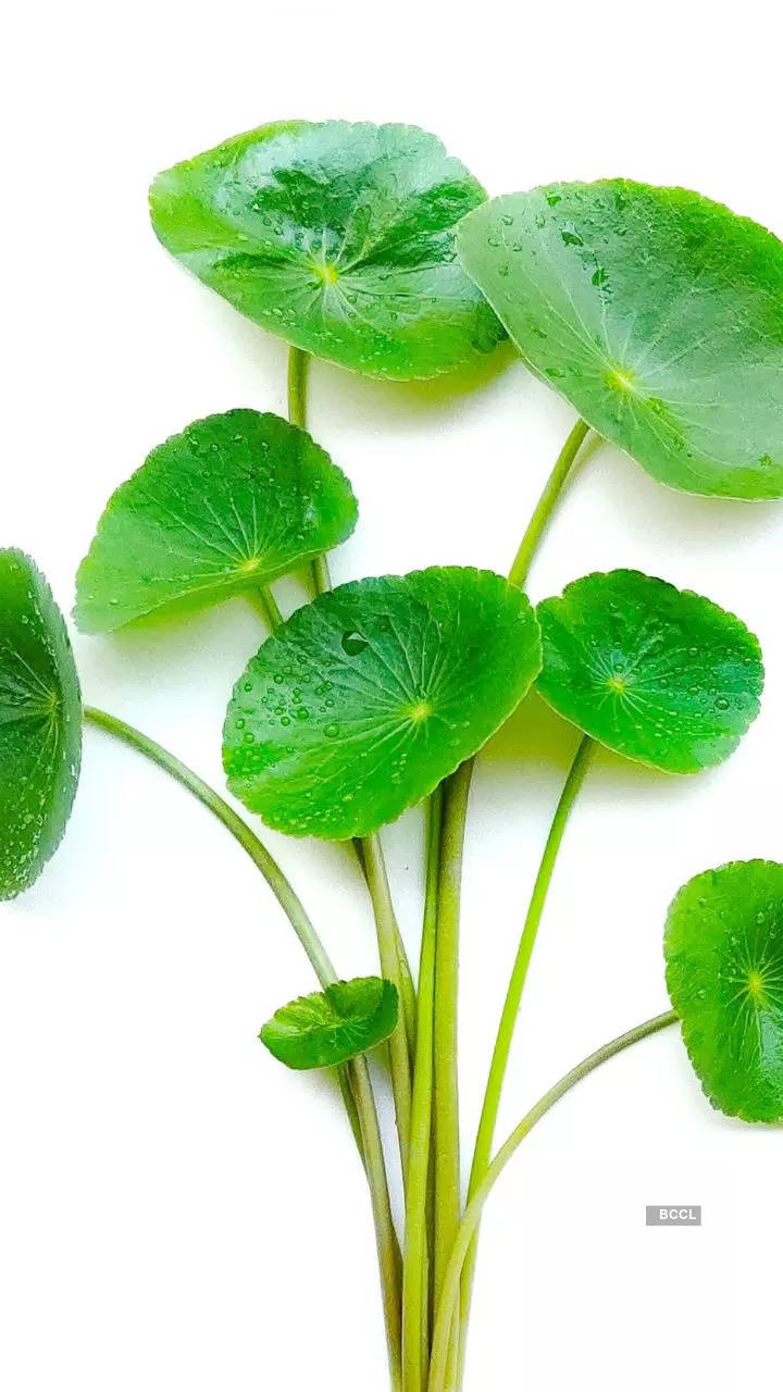 Gotu Kola