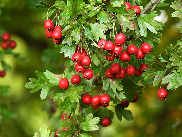 Hawthorn Berry in Brandy