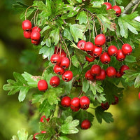 Hawthorn Berry in Brandy