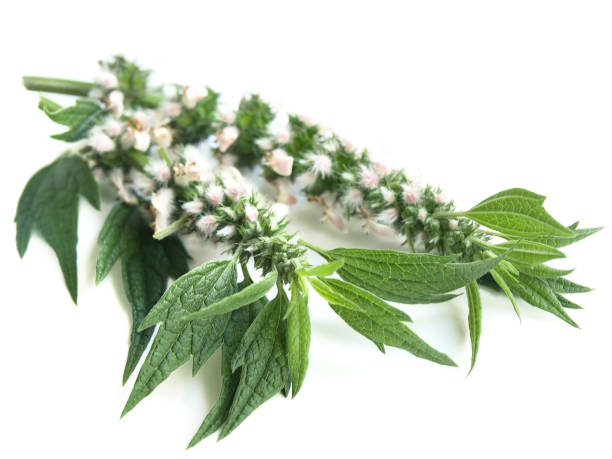 Motherwort